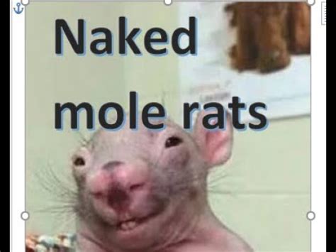 naked mole rat meme|Hilarious Canadian anti